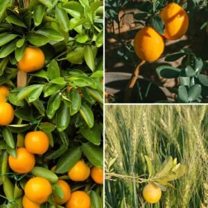 KARIKAR Pakistani Yellow Malta Grafted Live Fruit Plant – Healthy Citrus Tree Plant for Home Garden