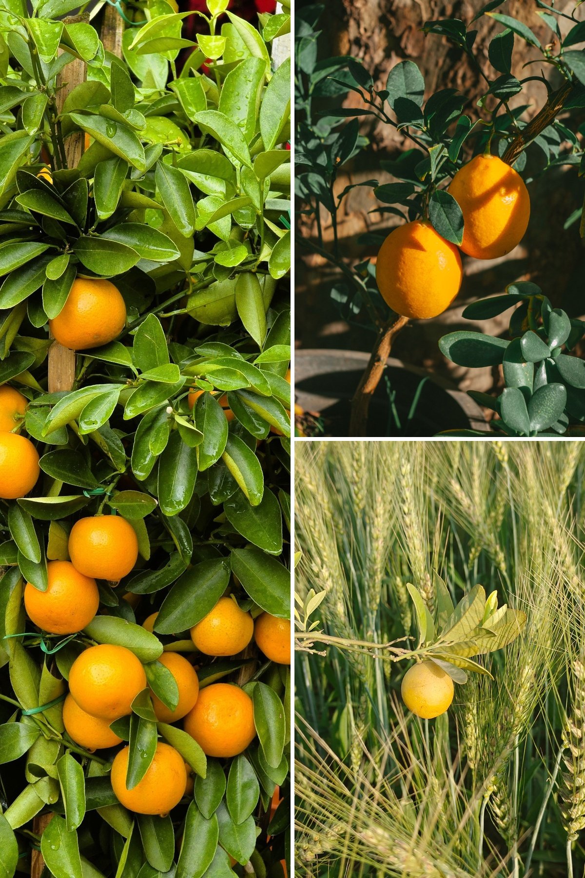 KARIKAR Pakistani Yellow Malta Grafted Live Fruit Plant – Healthy Citrus Tree Plant for Home Garden