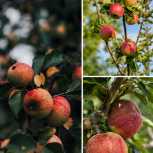 KARIKAR HRMN-99 Apple Grafted Live Fruit Plant for Home Garden