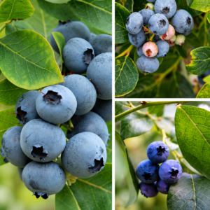 KARIKAR Variegated Blueberry Fruit Grafted Live Plant – Healthy Variegated Blueberry Plant for Home Garden