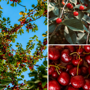 KARIKAR Surinam Cherry Grafted Live Fruit Plant for Home Garden