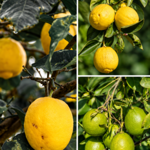 KARIKAR Seedless Lemon Grafteed Live Plant – Healthy Lemon Tree Plant for Home Garden