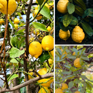 KARIKAR Gandharaj Lemon Grafted Live Fruit Plant for Home Garden