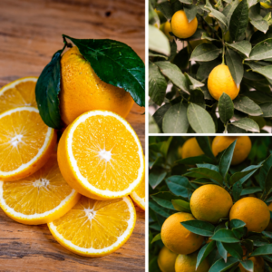 KARIKAR Sweet Lemon Fruit Grafted Live Plant for Home Garden