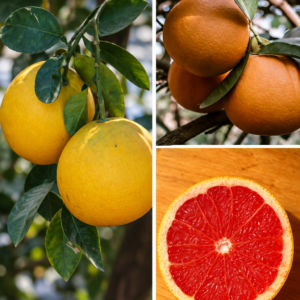 KARIKAR Red Pomelo Grafted Live Fruit Plant – Healthy Pomelo Tree Plant for Home Garden