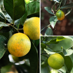KARIKAR Pink Variegated Lemon Live Fruit Plant for Home Garden