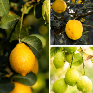 KARIKAR Kagzi Lemon Grafted Live Fruit Plant for Home Garden,Terrace, Balcony & Outdoor Gardening