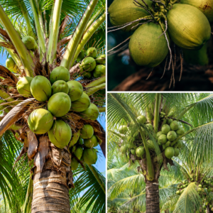 KARIKAR Dwarf Coconut Grafted Live Plant – Healthy Green Coconut Tree for Home Garden