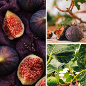 KARIKAR Turkey Brown Fig Fruit Grafted Live Plant – Healthy Brown Fig Plant for Home Garden