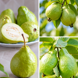 KARIKAR Ghoti Guava Grafted Live Fruit Plant – Healthy Guava Tree Plant for Home Garden
