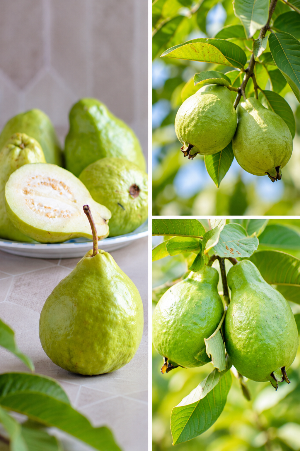 KARIKAR Ghoti Guava Grafted Live Fruit Plant – Healthy Guava Tree Plant for Home Garden