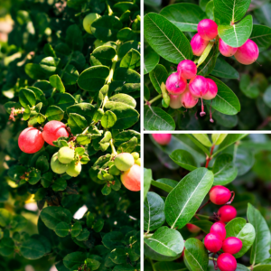KARIKAR Sweet Karonda Fruit Grafted Live Plant for Home Garden