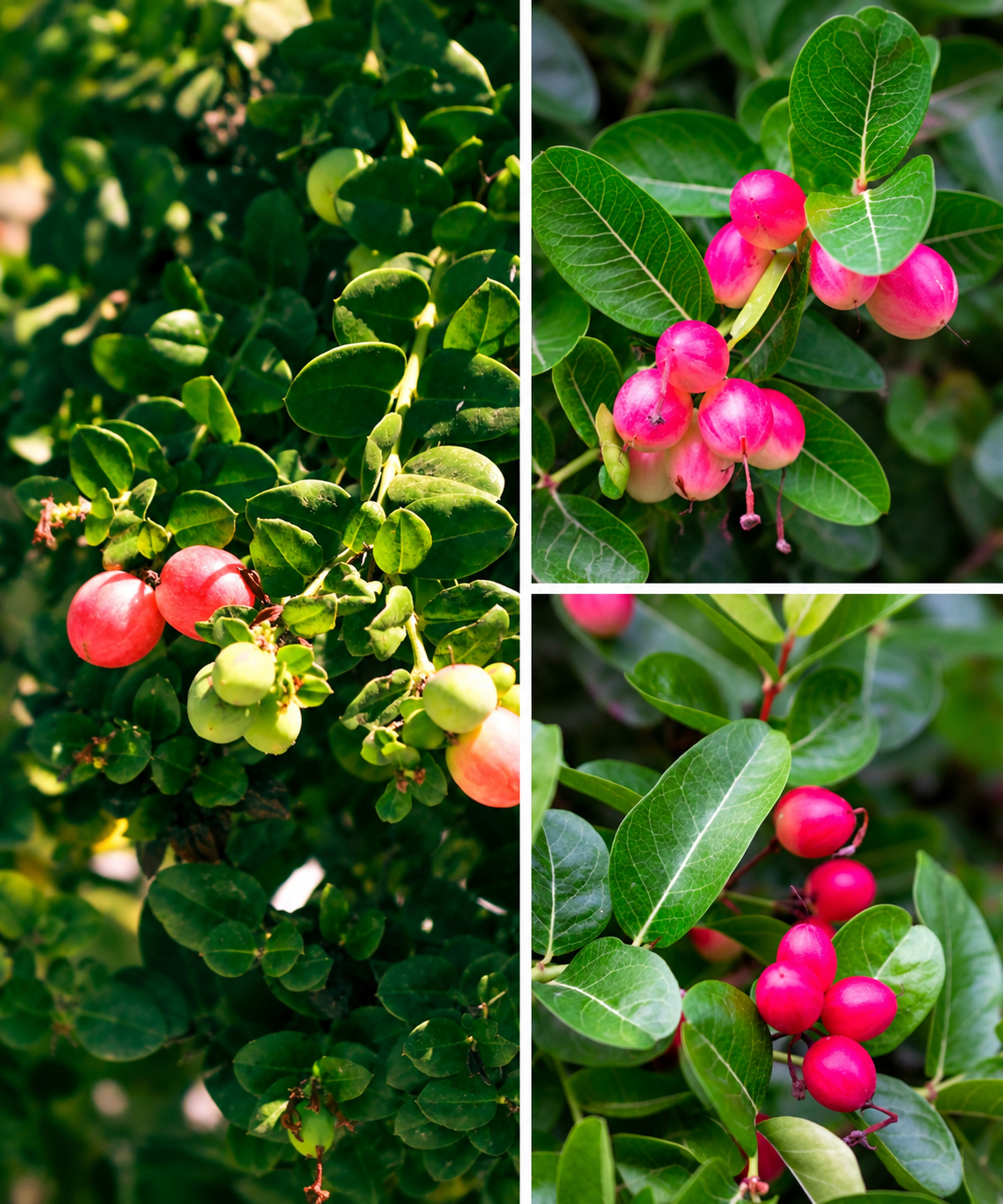 KARIKAR Sweet Karonda Fruit Grafted Live Plant for Home Garden