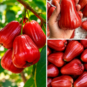 KARIKAR Red Missile Wax Apple Grafted Live Fruit Plant – Healthy Wax Apple Tree Plant for Home Garden