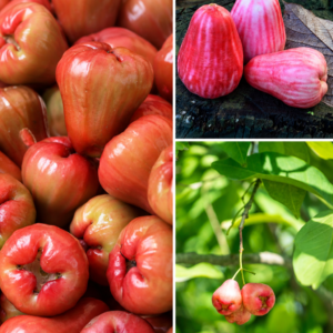 KARIKAR Pink Rose Apple Grafted Live Fruit Plant for Home Garden