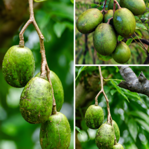 KARIKAR Thai All Time/Baramasi Hog Plum Grafted Live Fruit Plant – Healthy Hog Plum Tree Plant for Home Garden
