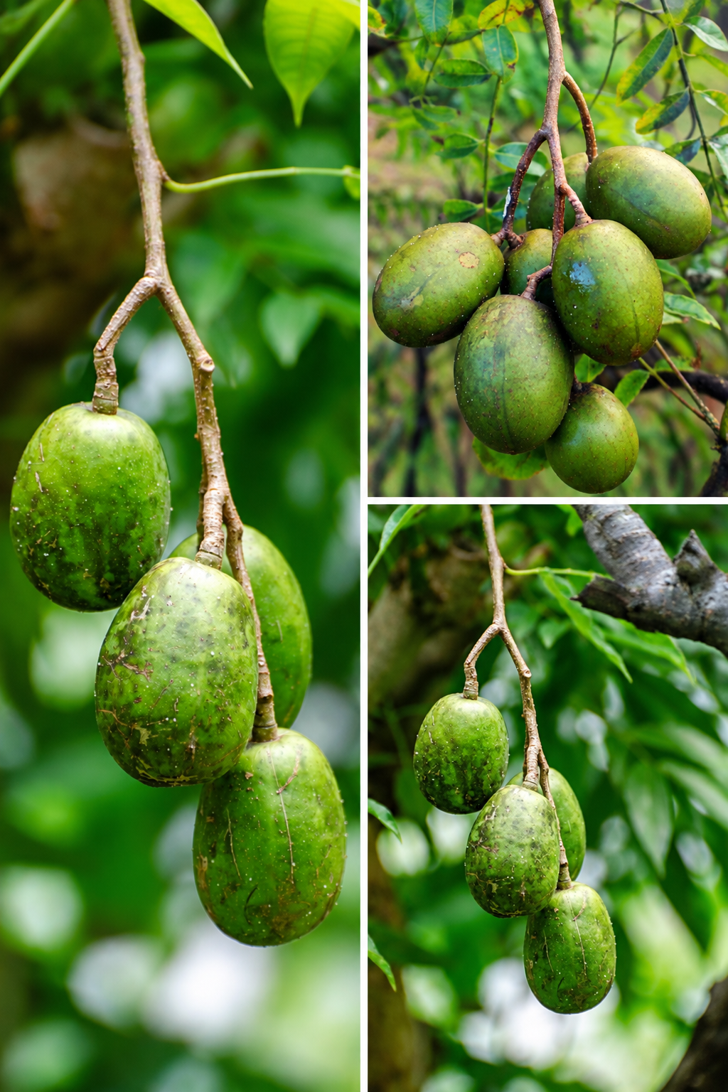 KARIKAR Thai All Time/Baramasi Hog Plum Grafted Live Fruit Plant – Healthy Hog Plum Tree Plant for Home Garden