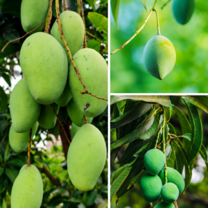 KARIKAR Green Banganapalli Mango Grafted Live Fruit Plant – Healthy Mango Tree for Home Garden