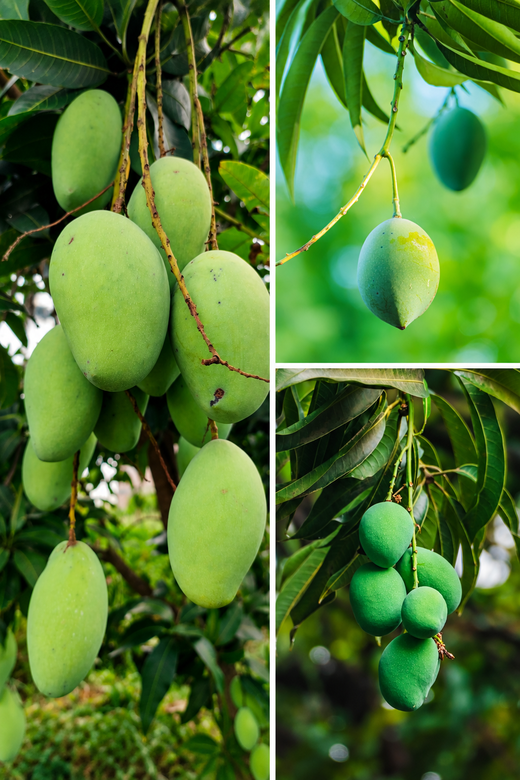 KARIKAR Green Banganapalli Mango Grafted Live Fruit Plant – Healthy Mango Tree for Home Garden