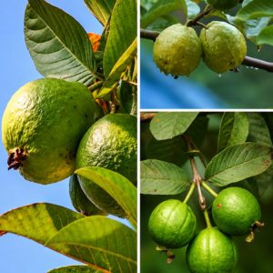 KARIKAR Thai Guava Fruit Grafted Live Plant – Healthy Guava Plant for Home Garden