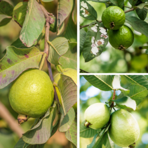KARIKAR Green / Hybrid Guava Grafted Live Fruit Plant for Home Garden