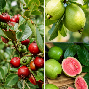 KARIKAR Thai Red Diamond Guava Fruit Grafted Live Plant – Healthy Red Diamond Guava Plant for Home Garden