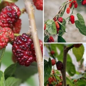 KARIKAR Taiwan Mulberry Fruit Grafted Live Plant for Home Garden
