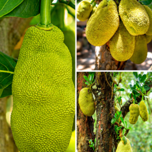 KARIKAR Thai Grafted Jackfruit Grafted Live Plant – Healthy Jackfruit Plant for Home Garden