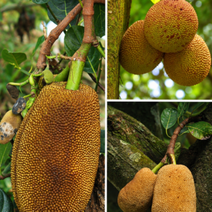 KARIKAR Red Jackfruit Grafted Live Fruit Plant – Healthy Jackfruit Tree Plant for Home Garden