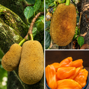KARIKAR Pink All Time Jackfruit Grafted Live Fruit Plant – Healthy Jackfruit Tree Plant for Home Garden