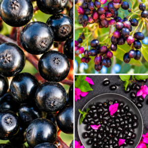 KARIKAR All Time/Baramasi Jamun Grafted Live Fruit Plant – Healthy Java Plum Tree Plant for Home Garden