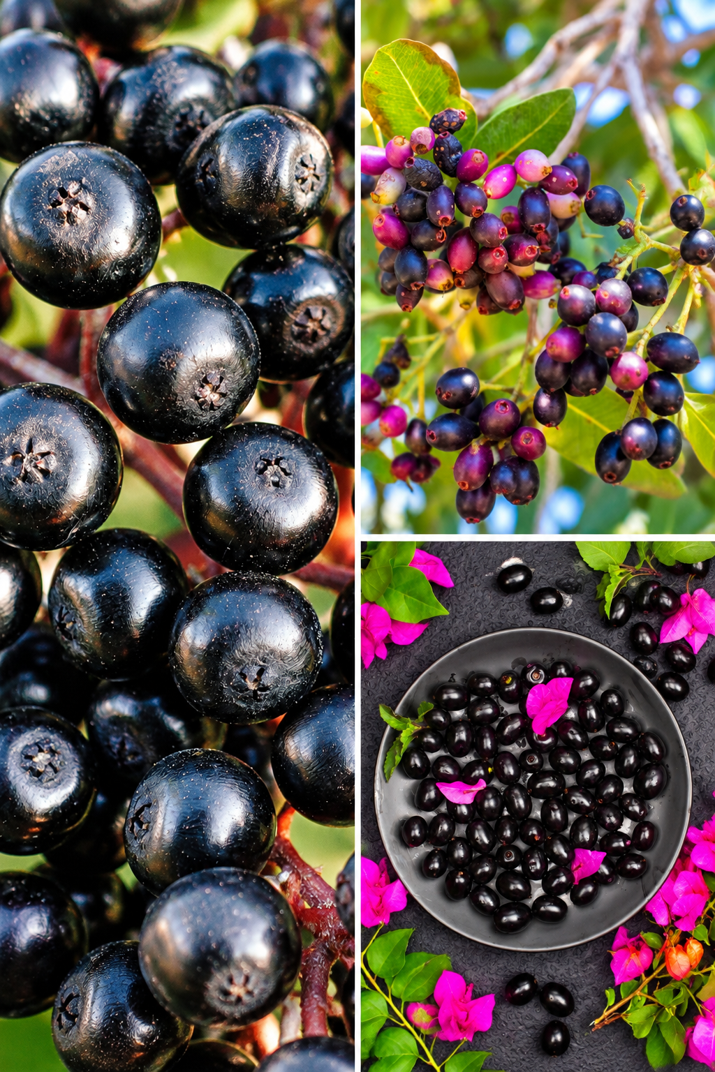 KARIKAR All Time/Baramasi Jamun Grafted Live Fruit Plant – Healthy Java Plum Tree Plant for Home Garden