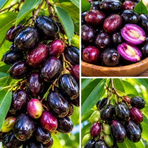 KARIKAR 10 K.G Jamun Grafted Live Fruit Plant – Healthy Indian Java Plum Tree Plant for Home Garden
