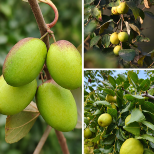 KARIKAR Indian Jujube / Kul Grafted Live Fruit Plant for Home Garden