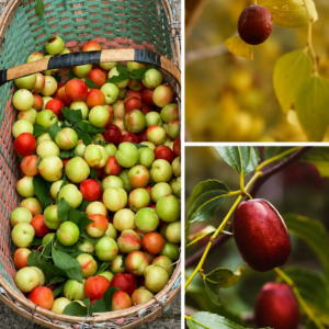 KARIKAR Miss India Apple Jujube Live Fruit Plant – Healthy Ber Tree Plant for Home Garden