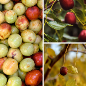 KARIKAR M-16 Jujube Grafted Live Fruit Plant – Healthy Ber Tree Plant for Home Garden