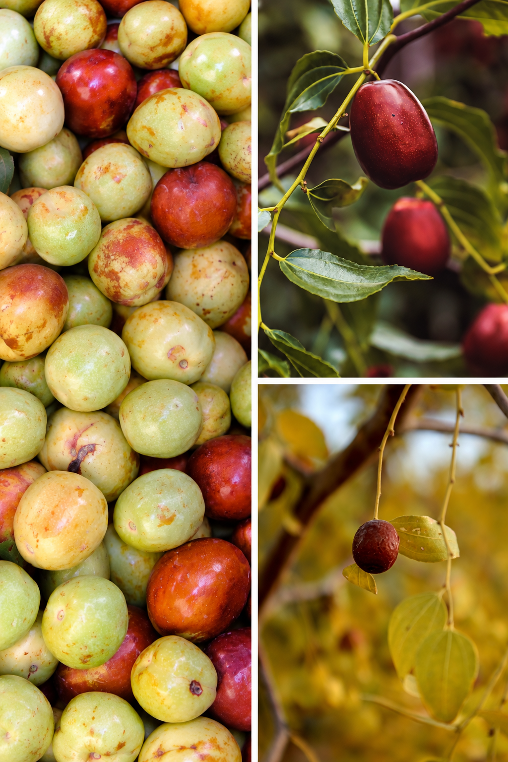KARIKAR M-16 Jujube Grafted Live Fruit Plant – Healthy Ber Tree Plant for Home Garden