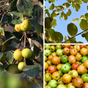KARIKAR Alien-16 Jujube Grafted Live Fruit Plant – Healthy Ber Tree Plant for Home Garden