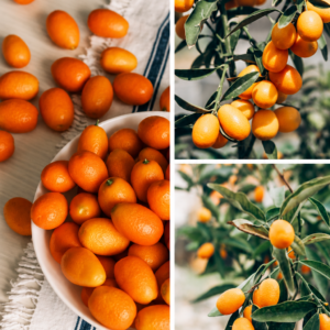 KARIKAR Israeli Kumquat Grafted Live Fruit Plant for Home Garden