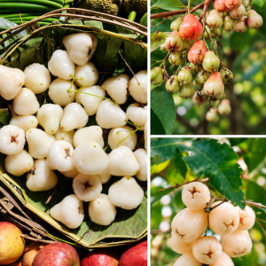 KARIKAR White Wax Apple Grafted Live Fruit Plant – Healthy Wax Apple Tree Plant for Home Garden