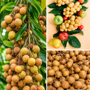 KARIKAR White Longan Grafted Live Fruit Plant – Healthy Longan Tree Plant for Home Garden