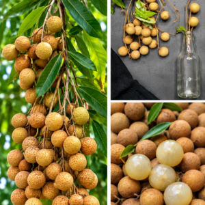 KARIKAR 4-Season Longan Grafted Live Fruit Plant – Healthy Longan Tree Plant for Home Garden