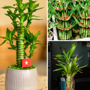 KARIKAR Lucky Bamboo Live Plant – Decorative Indoor Bamboo Plant in Ceramic Pot