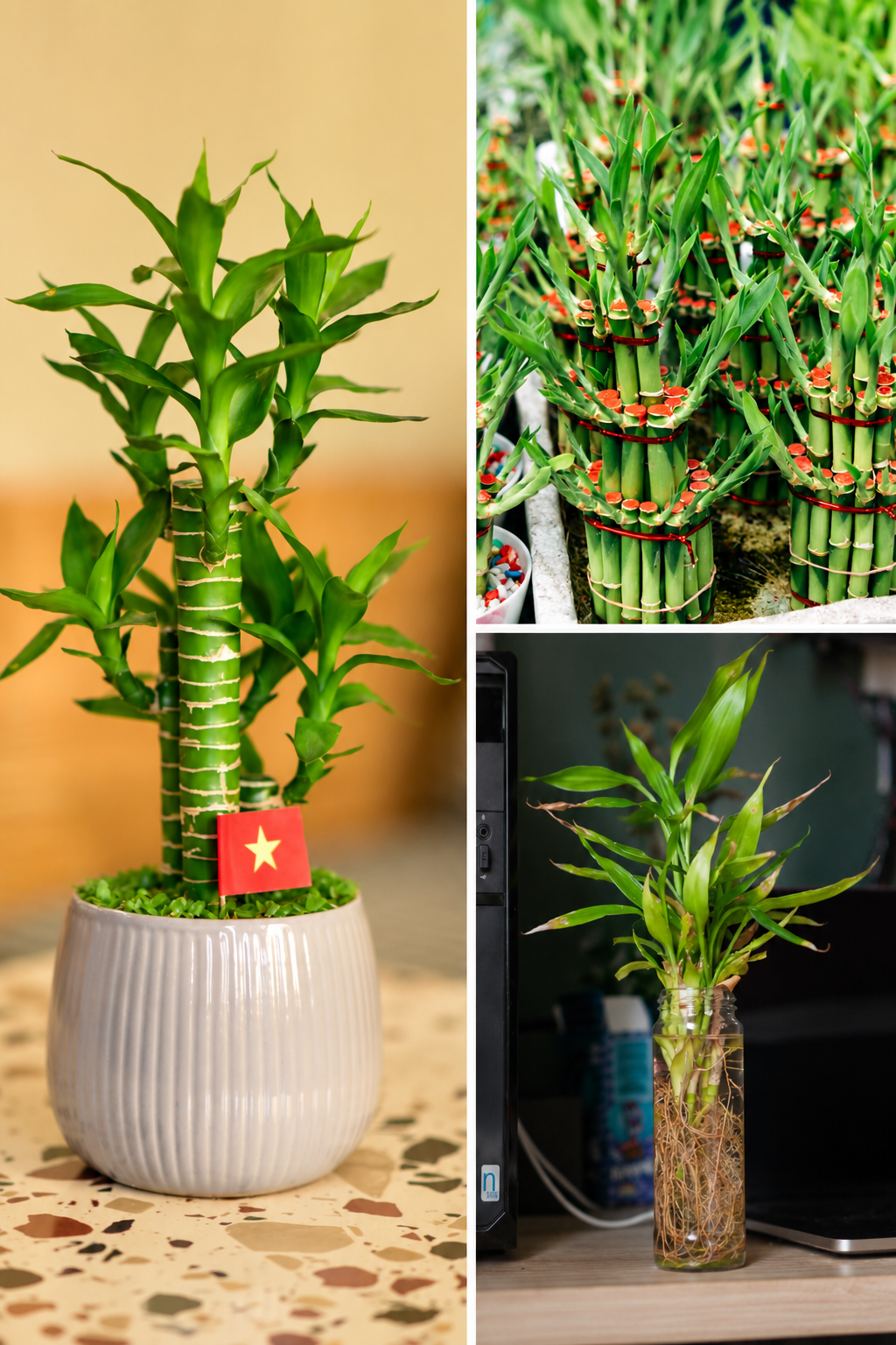 KARIKAR Lucky Bamboo Live Plant – Decorative Indoor Bamboo Plant in Ceramic Pot