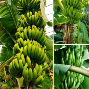KARIKAR Kanthali Banana grafted Live Plant, Healthy Kanthali Banana Fruit Plant for Home Garden