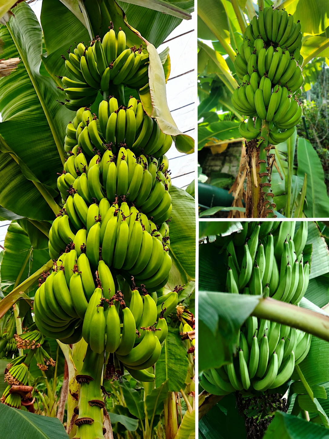 KARIKAR Kanthali Banana grafted Live Plant, Healthy Kanthali Banana Fruit Plant for Home Garden