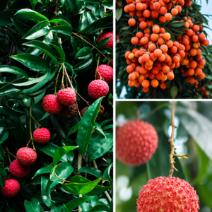 KARIKAR Muzaffarpur Litchi Grafted Live Fruit Plant – Healthy Lychee Tree Plant for Home Garden