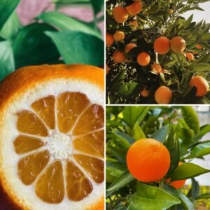 KARIKAR Shatkora Orange Grafted Live Fruit Plant – Healthy Orange Tree Plant for Home Garden