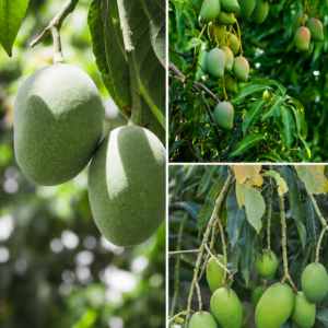 KARIKAR Himsagar Mango Grafted Live Fruit Plant for Home Garden