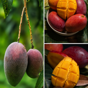 KARIKAR Purple Miyazaki Mango Grafted Live Fruit Plant for Home Garden